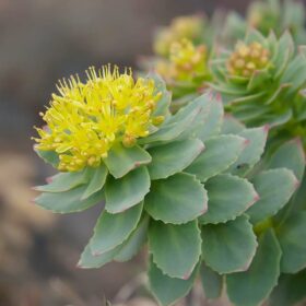 Rhodiola Rosea