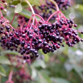 Elderberry