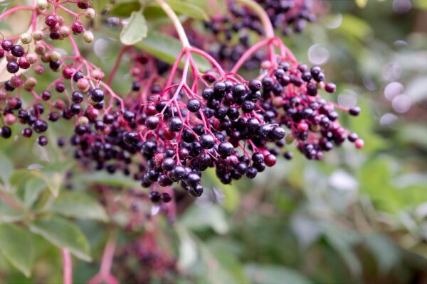 Elderberry