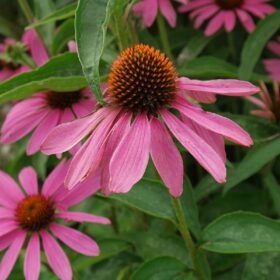 Echinacea