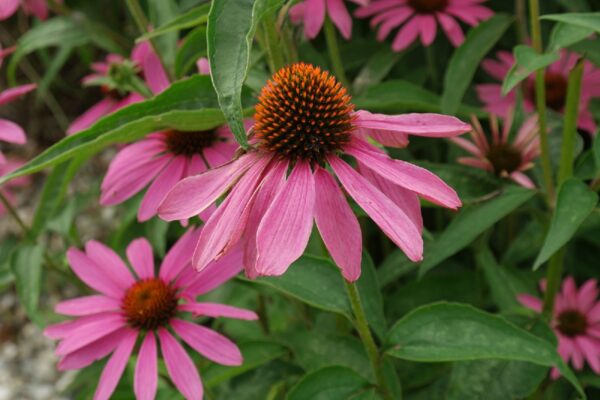 Echinacea