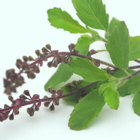 Tulsi